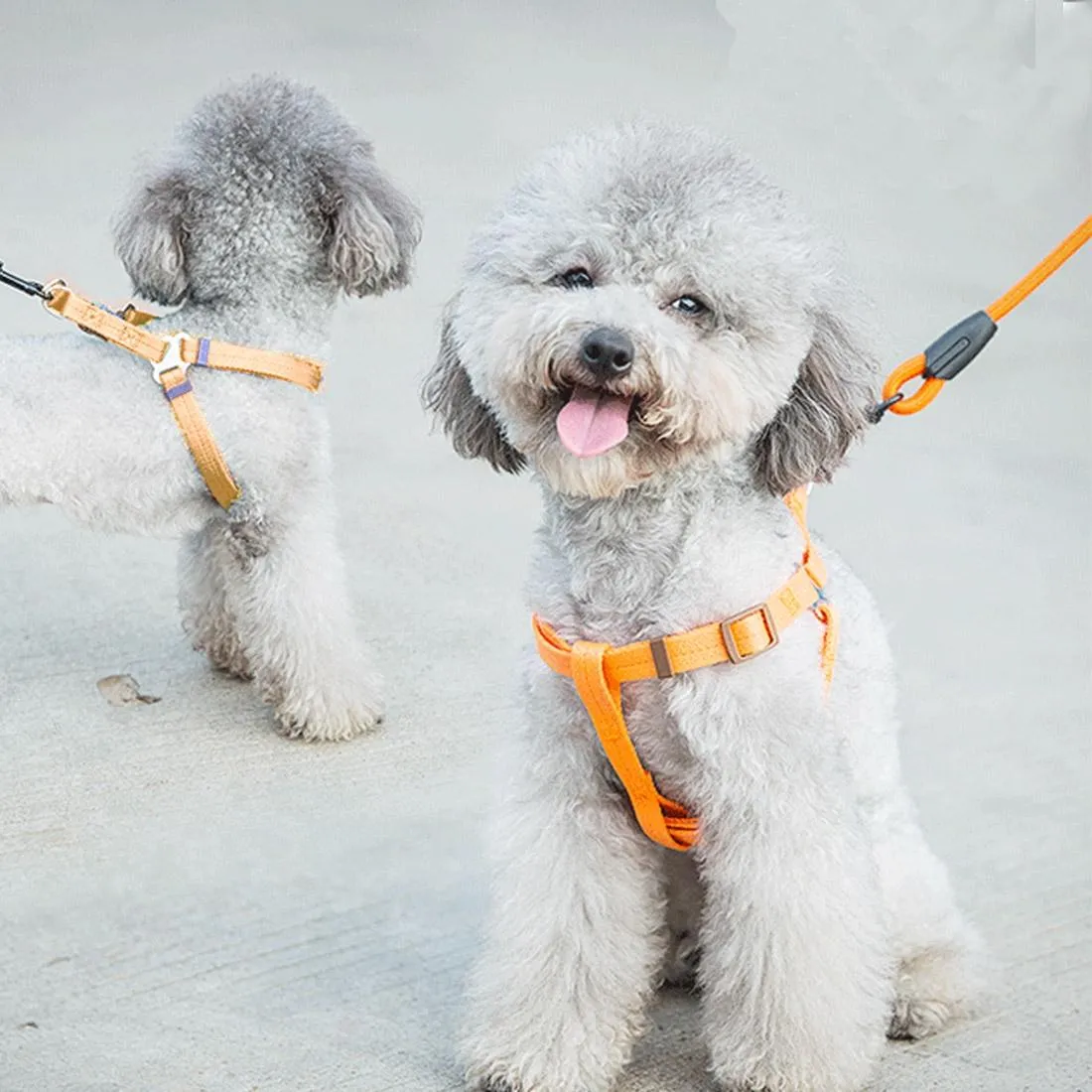 3 Piece Pet Collar Harness & Leash Set S 8Kg Max