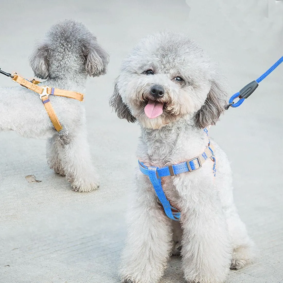 3 Piece Pet Collar Harness & Leash Set S 8Kg Max