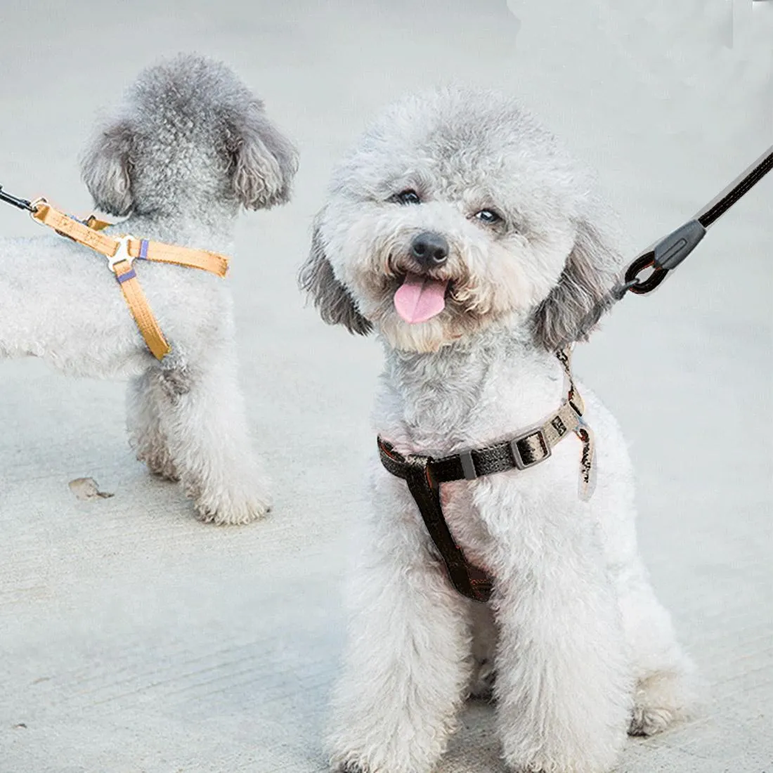 3 Piece Pet Collar Harness & Leash Set S 8Kg Max