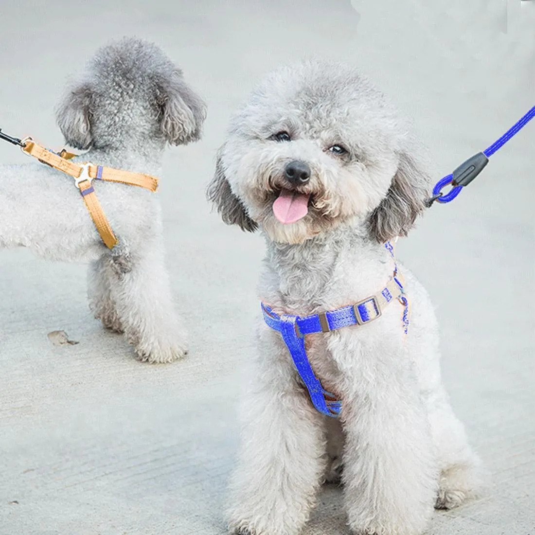 3 Piece Pet Collar Harness & Leash Set S 8Kg Max