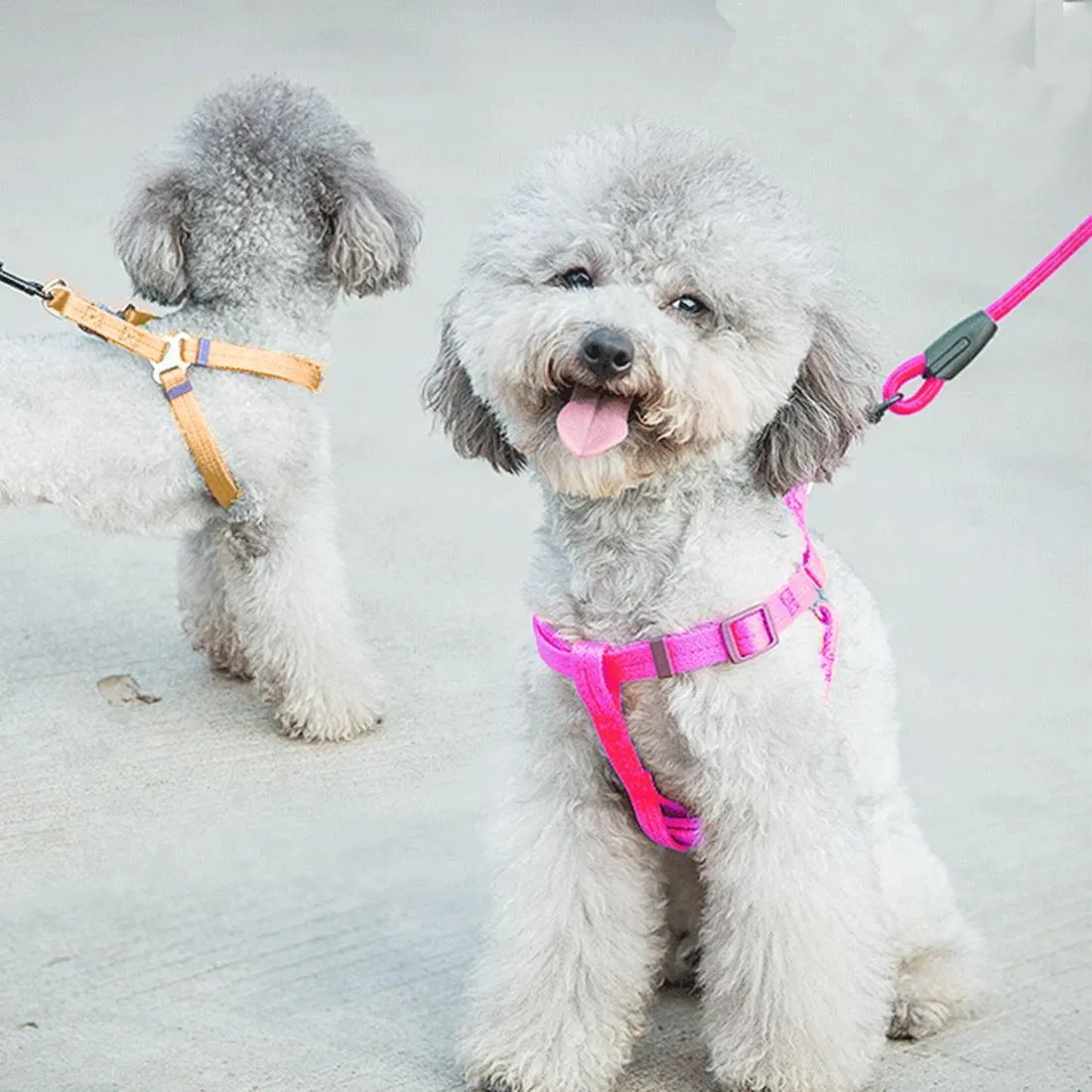 3 Piece Pet Collar Harness & Leash Set S 8Kg Max