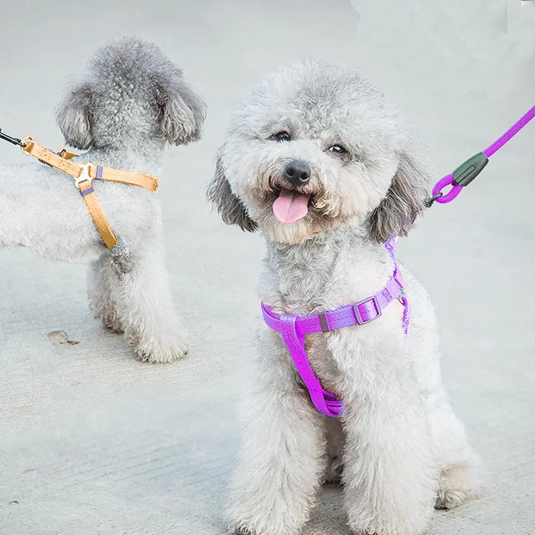 3 Piece Pet Collar Harness & Leash Set S 8Kg Max