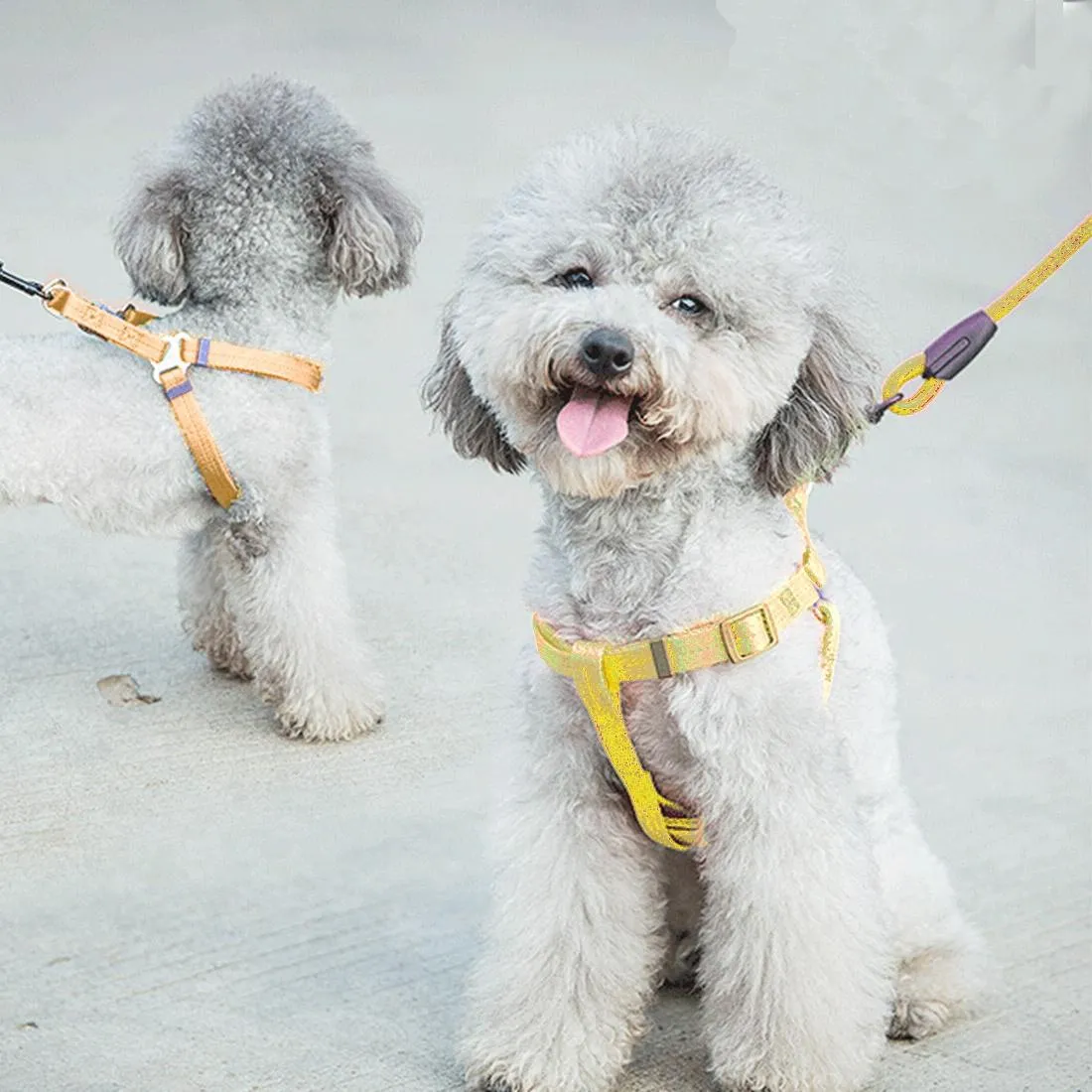 3 Piece Pet Collar Harness & Leash Set S 8Kg Max