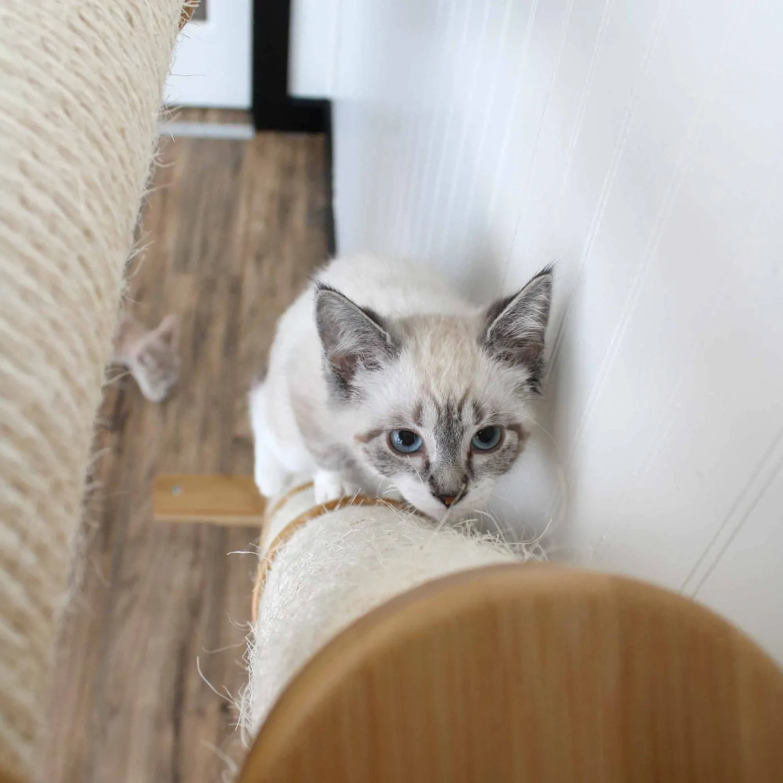 Angled Cat Scratcher Ramp (Cat Wall Scratchers)