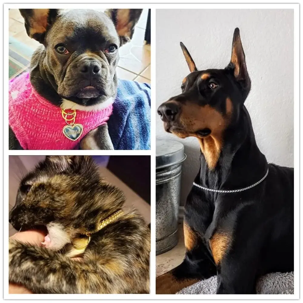 Durable Rustproof Metal Chain Pet Collar for Small Medium Large Dogs